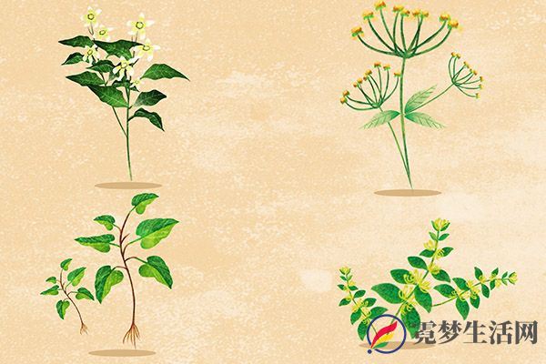 车前草1.jpg