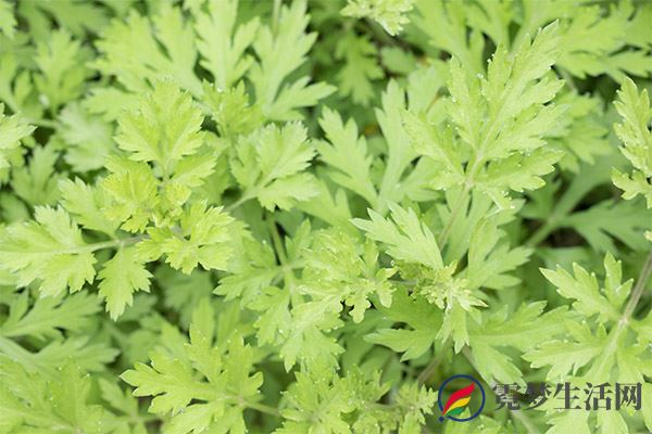 艾草的功效与作用 艾草的好处(图3)
