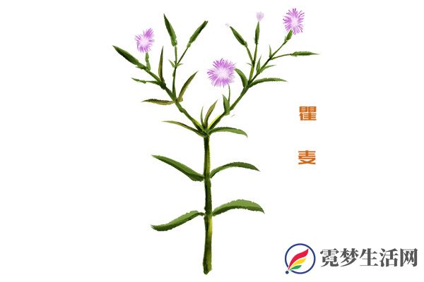 瞿麦1.jpg
