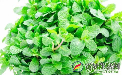 薄荷叶泡水的方法 薄荷叶泡水喝的功效 新鲜薄荷叶怎么泡水
